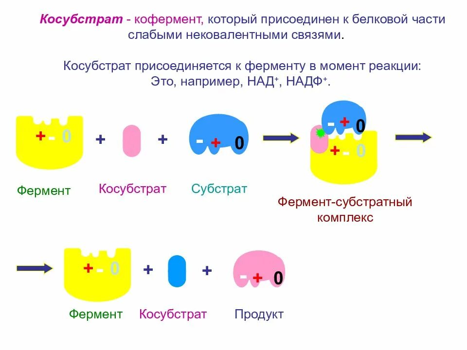 Ферменты введение. Кофакторы ферментов биохимия. Схема действия ферментов. Кофактор кофермент схема. Кофакторы ферментов схема.