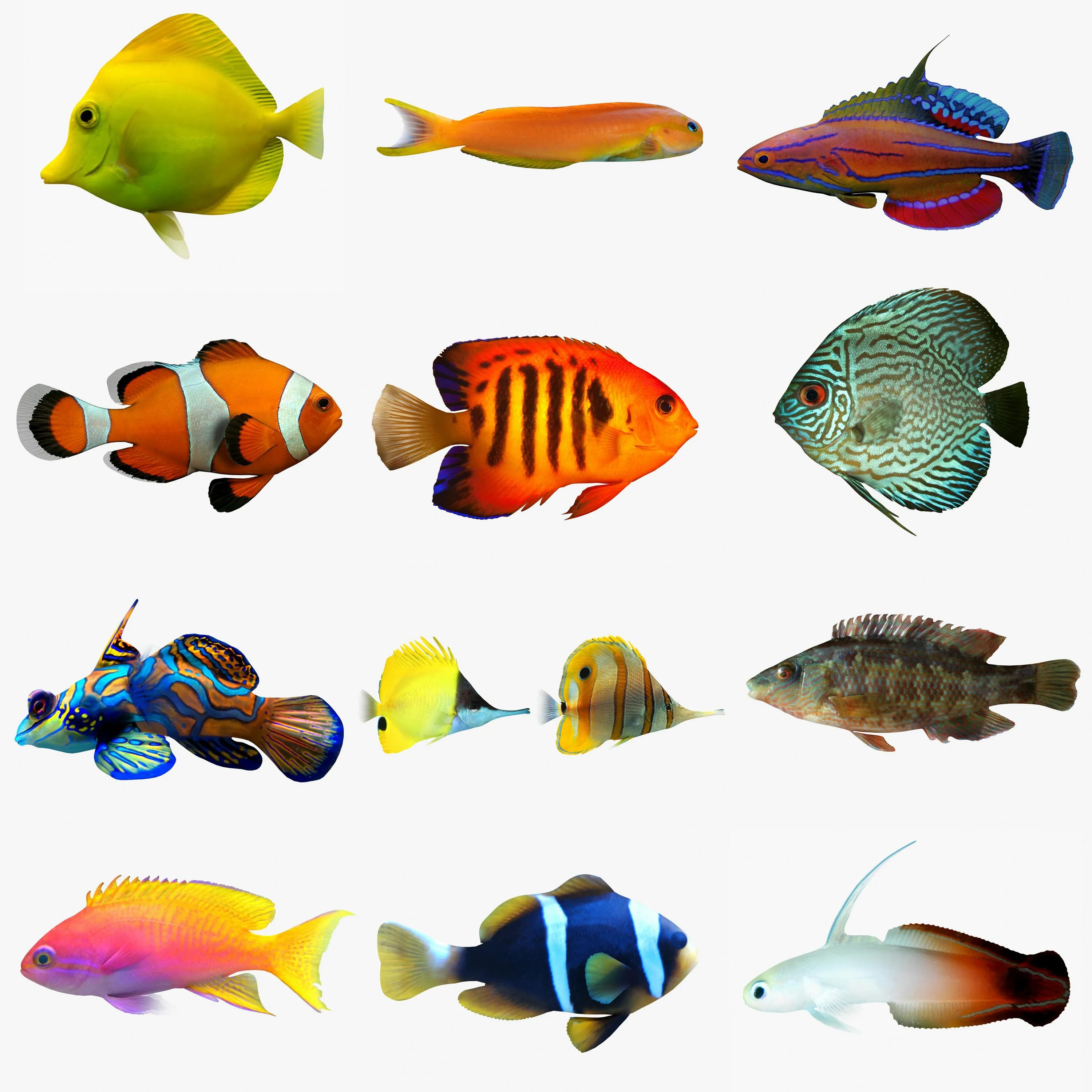 Верхоплавающие аквариумные рыбки. Распора аквариумные рыбки. Моторо рыбка аквариумная. Цветные рыбы.