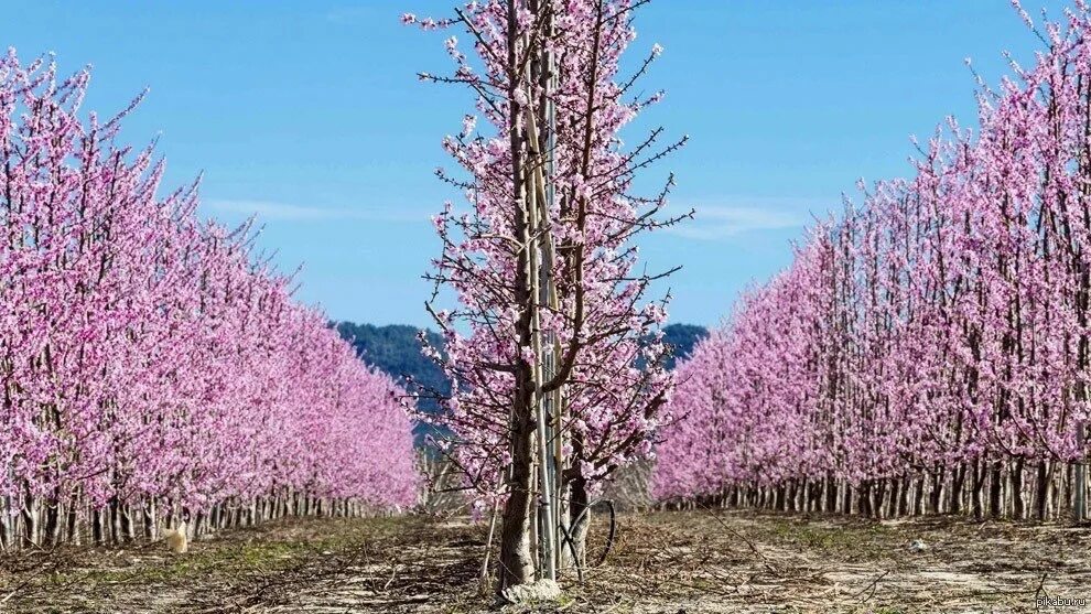 Как цветет персиковое дерево. Цветение персиков в Узбекистане. Цветущее дерево. Персиковое дерево в цвету.