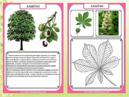 Каштан систематика