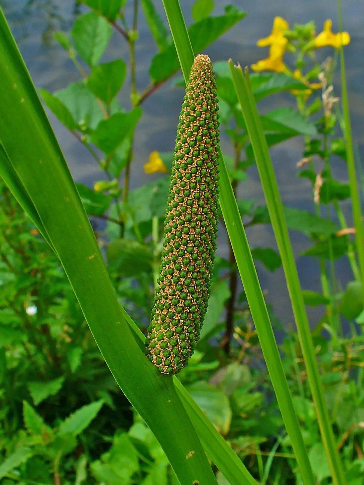 Аир соцветие. Аир обыкновенный - acorus calamus. аир болотный (acorus calamus). аир обыкновенный (а. болотный) - acorus calamus.. аир обыкновенный болотный.