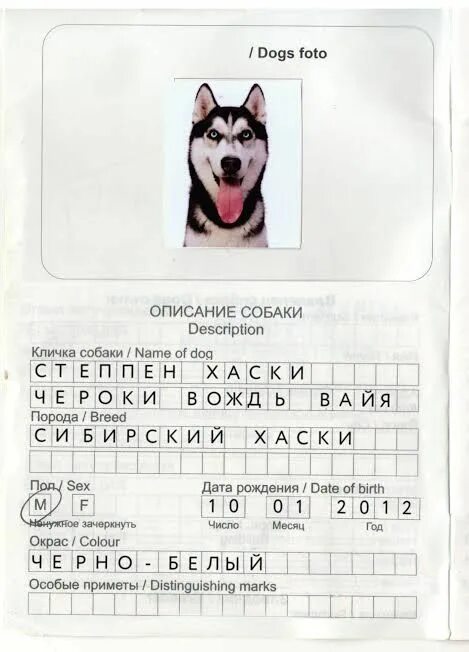 Заполнение ветпаспорта на собаку.