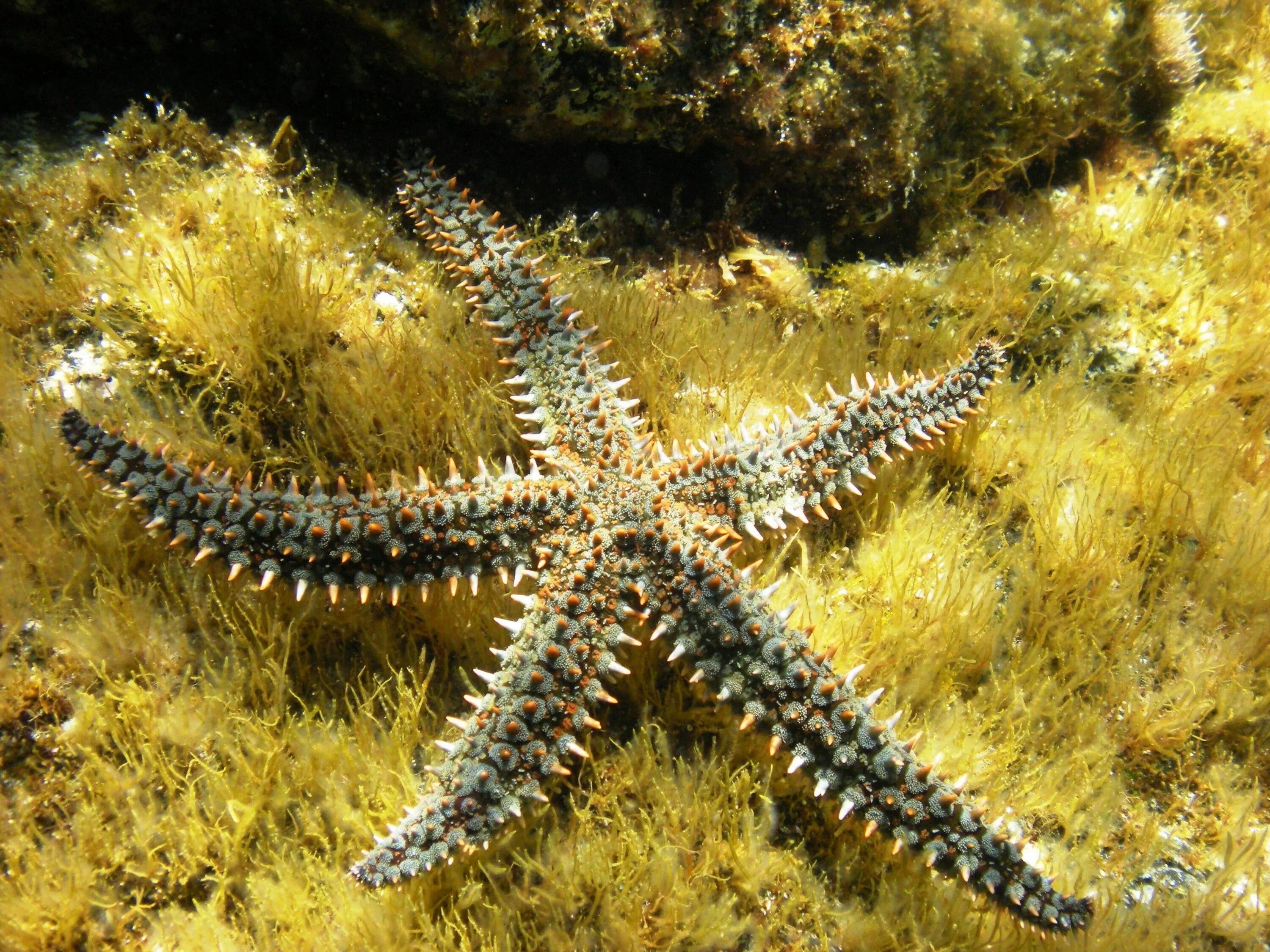 Морская звезда Marthasterias glacialis. Иглокожие морские звезды. Иглокожие Echinodermata. Терновый венец иглокожие.