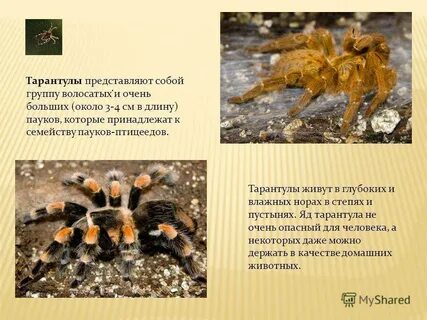 Тарантул описание