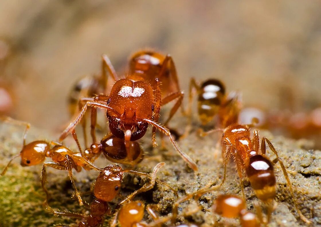 Рыжие муравьи. Медовые муравьи. Рыжий муравей домашний. Рыжие домашние муравьи.