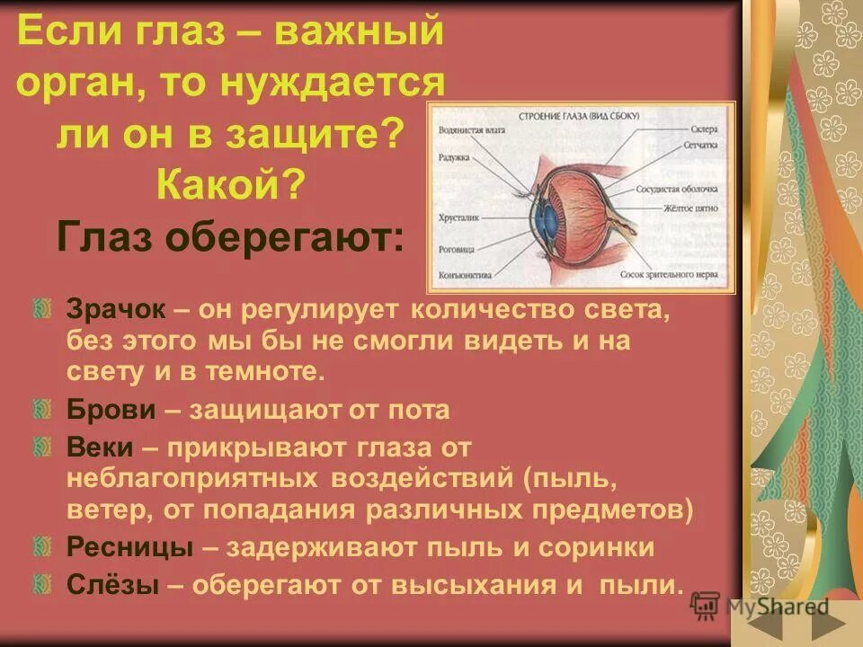 регулирует количество света. защитную функцию глаза выполняет. регулирует количество света. какие структуры глаза выполняют защитную функцию. зрачок это отверстие.