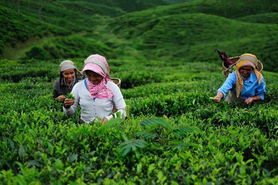 In northern india they harvest their. Дарджилинг чайные плантации. Индия Дарджилинг чайные плантации. Дарджилинг плантация чая. Чайные плантации в Индии.