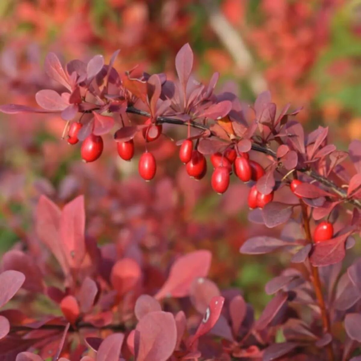 Барборис. Барбарис Тунберга Atropurpurea. Барбарис Тунберга атропурп. Барбарис Тунберга Атропурпуреа. Барбарис обыкновенный Атропурпуреа.