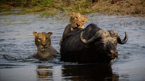 Wildlife videos