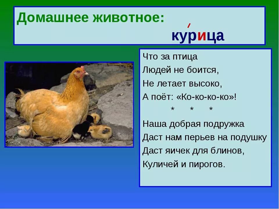 Кур перевод на русский. Загадка про курицу. Стихи про домашних птиц. Загадка про кур. Доклад про курицу домашнее животное.