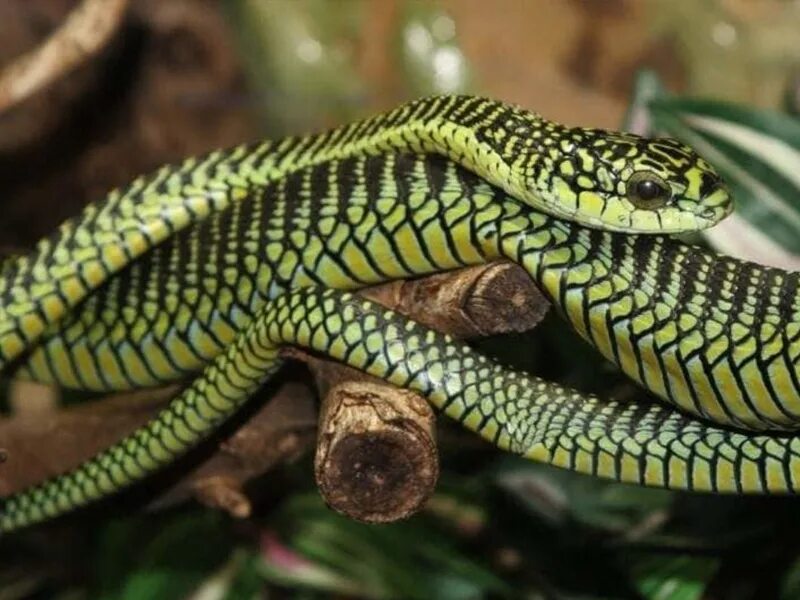 Snakes are dangerous. Бумсланг змея. Африканский бумсланг змея. Перуанский бумсланг. Бумсланг ядовитая змея.