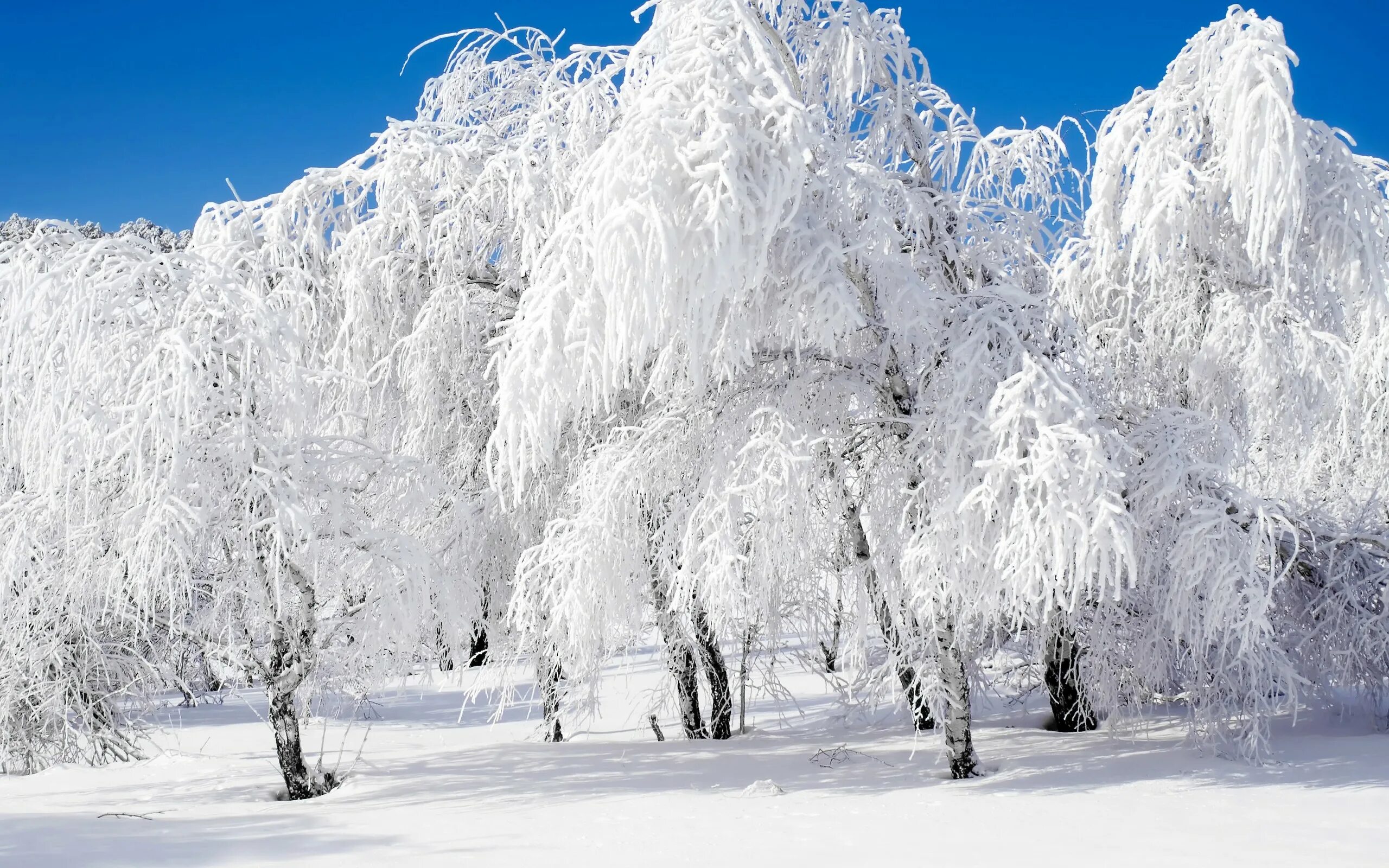 Зимнее снежное день. Снежная зима. Деревья в снегу. Заснеженные деревья. Красивая зима.