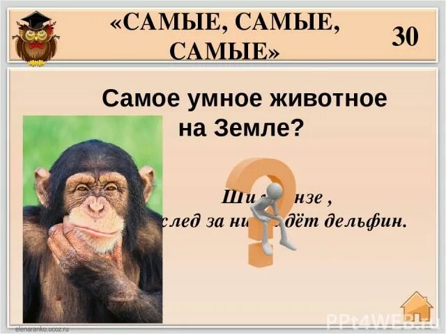 Представление ученые начинают звери умные