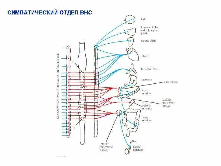 Нервные центры симпатического отдела. Симпатический отдел. Симпатический отдел место расположения нервных узлов. Симпатический отдел определение. Симпатический отдел роль.