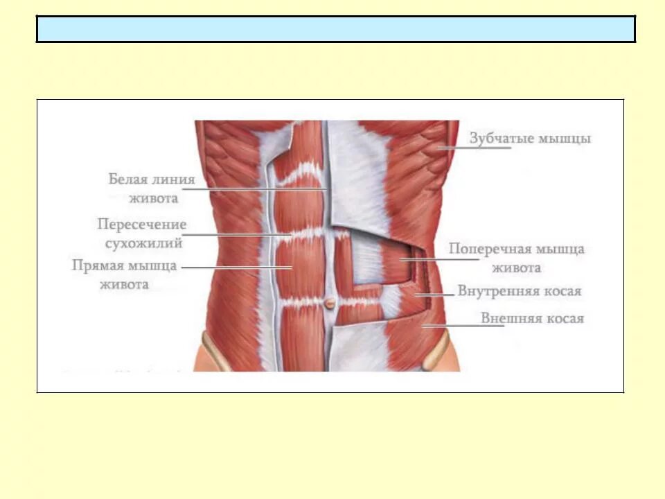 Поперечная мышца живота