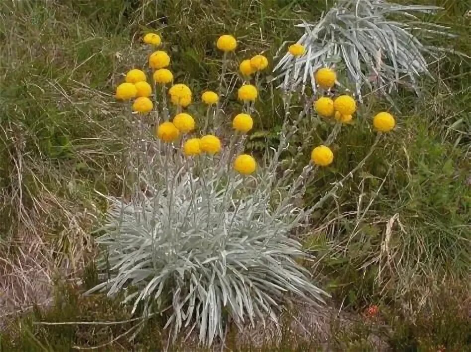 Beautiful and Unique Billy Button Flower Arrangement Ideas