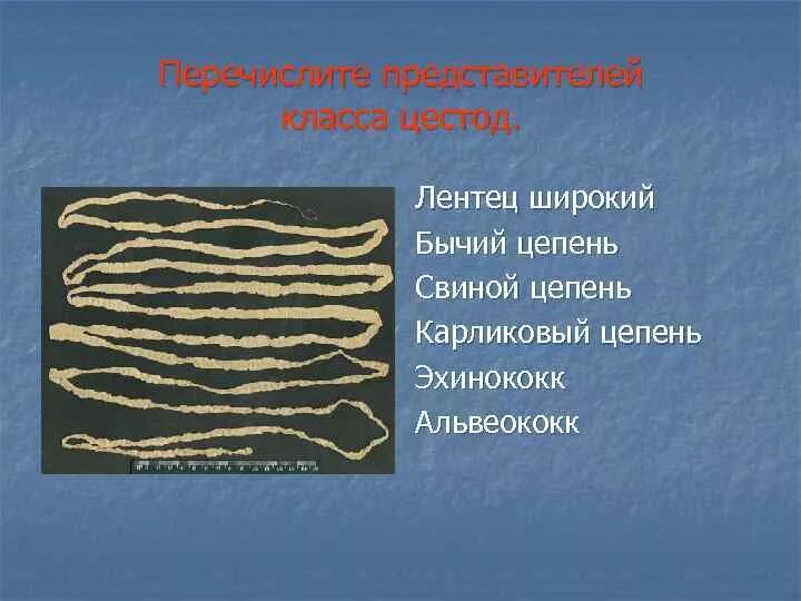 Бычий цепень свиной цепень широкий лентец. Черви паразиты бычий цепень. Ленточный червь бычий цепень. Бычий цепень свиной цепень широкий лентец. Бычий цепень свиной цепень широкий лентец.