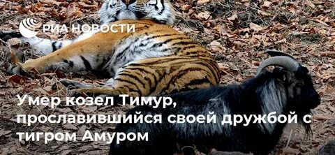 Почему снегурочка дружит с тигром вопрос