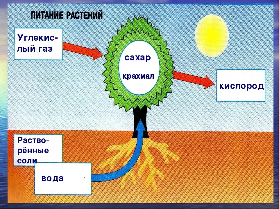 При дыхании растения поглощают а выделяют. Схема питания растений. Как питаются растения. Питание и дыхание растений. Схема питания и дыхания растений.