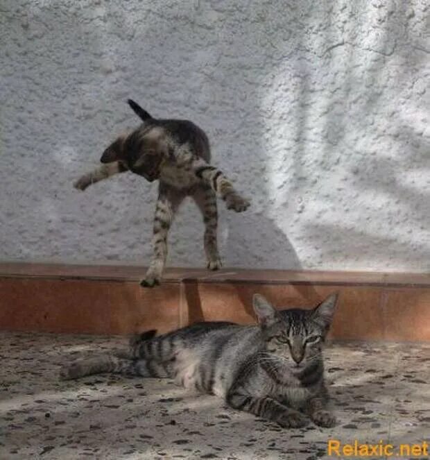 Папа не отпускает гулять. Гуляй отсюда. кот пофигист. пусти погулять юмор. кошка между ног.