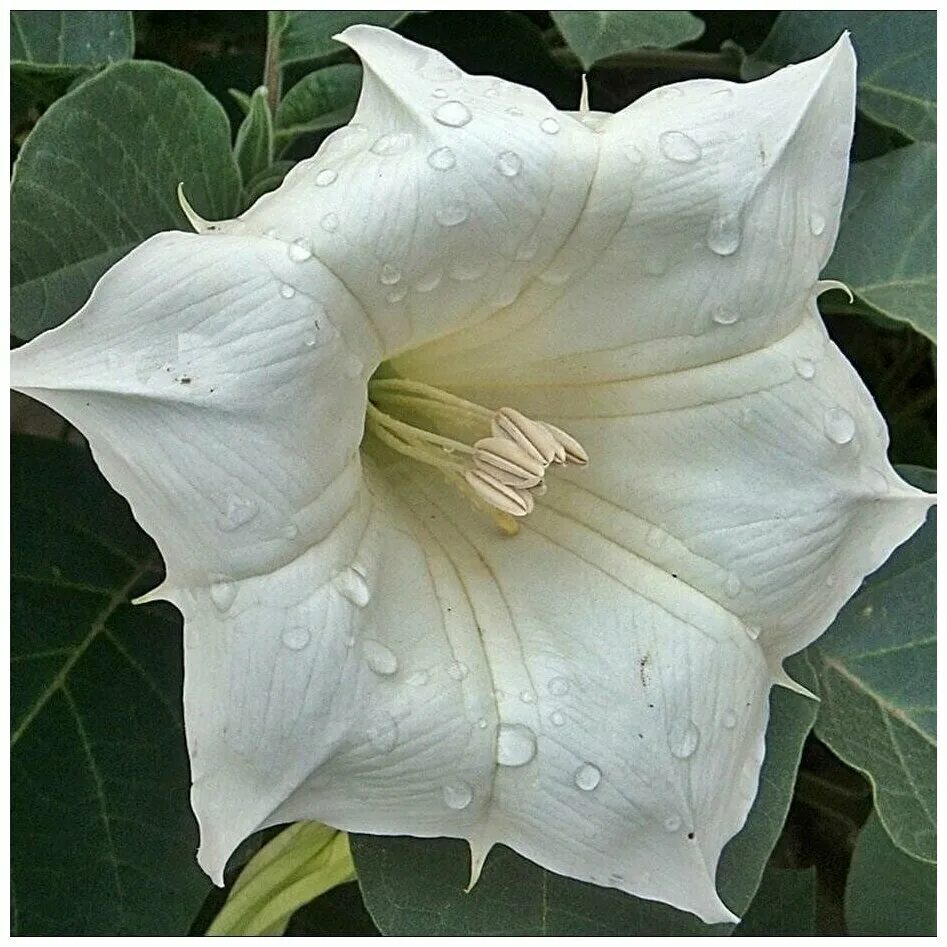 Как выглядит цветок дурман File:Datura FR  Wikipedia