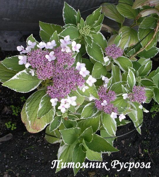 Купить саженцы Гортензия крупнолистная Hydrangea macrophylla Tricolor с доставко