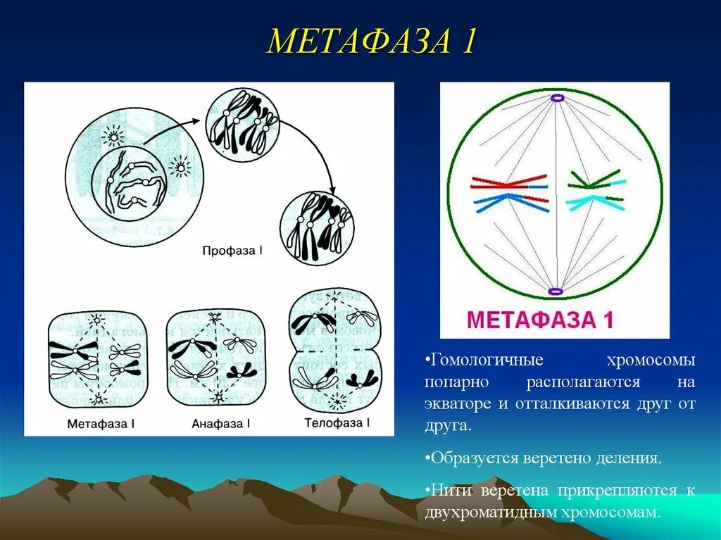 В метафазе первого деления мейоза происходит. Метафаза 1. Метафаза мейоза 2. Мейоз 1 метафаза 1. Метафаза анафаза 1.