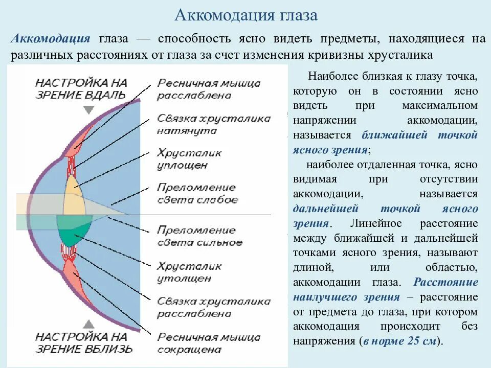 Аккомодация за счет. Аккомодация аккомодационный аппарат. Аккомодирующие структуры глаза. Аккомодация это способность глаза изменять. Понятие аккомодации и ее нарушения.