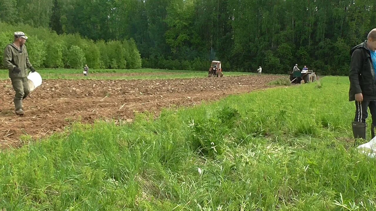 Участок прямоугольной формы засеяли овсом. Сеять овес. Посадка овса для Кабанов. Посев овса для охоты на кабана.