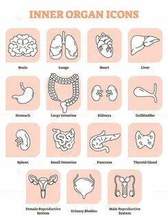 Organs parts of body