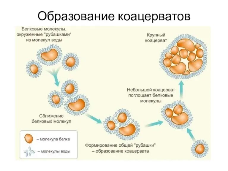 Коацерваты и процесс коацервации. Биополимеры и коацерваты. А.И. Опарин – «коацерватные капли». Процесс коацервации веществ рисунок. Образование коацерватов в воде