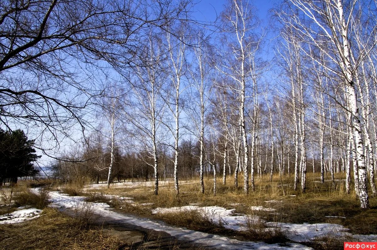 Береза весной.