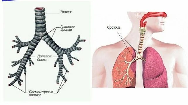Лёгкие бронхи трахеи расположение. Дыхательная система трахея анатомия. Бронхи и легкие расположение анатомия человека. Где расположены бронхи у человека фото.