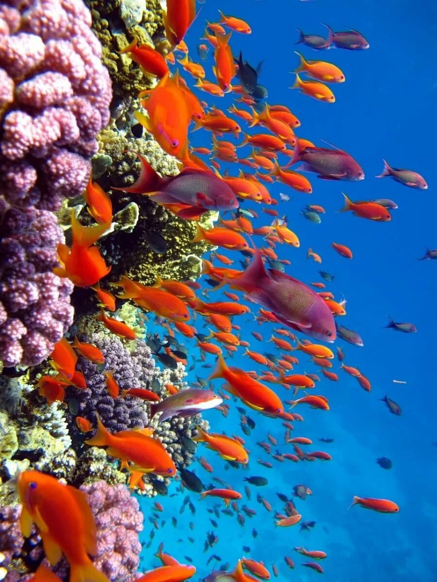 Коралловые рифы красота. Рас Мохаммед коралловые рифы. Риф коралловый 54546. Рас Мухаммед Шарм-Эль-Шейх. Коралловый Барьерный риф рыбы.