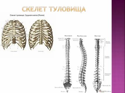 Грудина относится к скелету