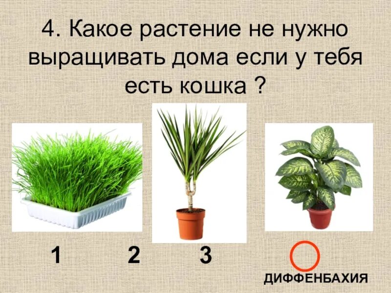 Самые нужные растения. Какие есть растения. Какие растения растут дома. Какие растения вырастить дома. Какие растения нужны для дома.