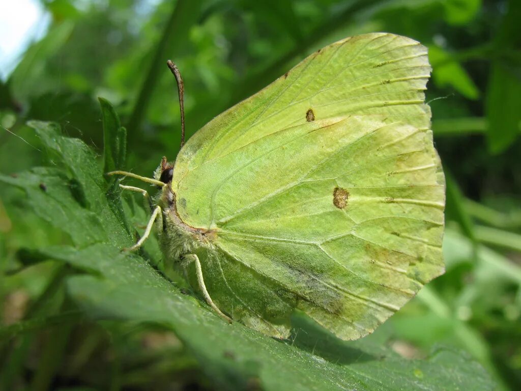 Бабочка лимонница сидит на бруснике. Gonepteryx rhamni (Linnaeus, 1758). Бабочка лимонница крушинница. Кокон бабочки лимонницы. Куколка бабочки лимонницы.