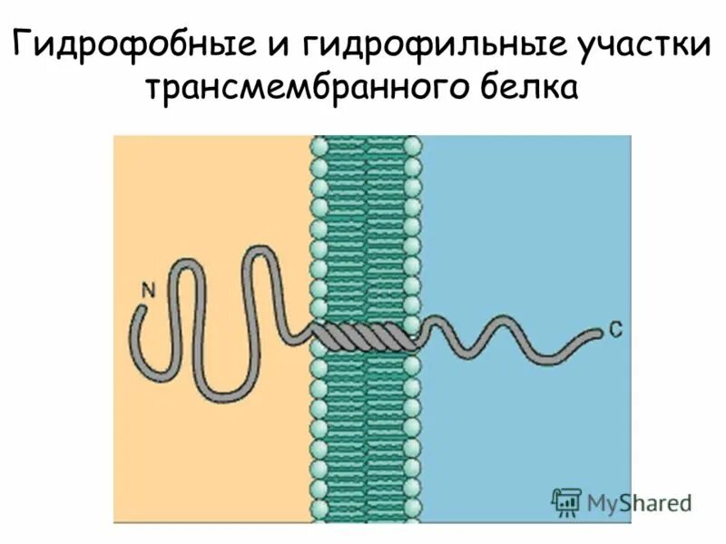 Гидрофобные радикалы повернуты внутрь. Гидрофильные и гидрофобные. Гидрофильные и гидрофобные белки. Гидрофобные участки белка. Гидрофильность и гидрофобность белков.