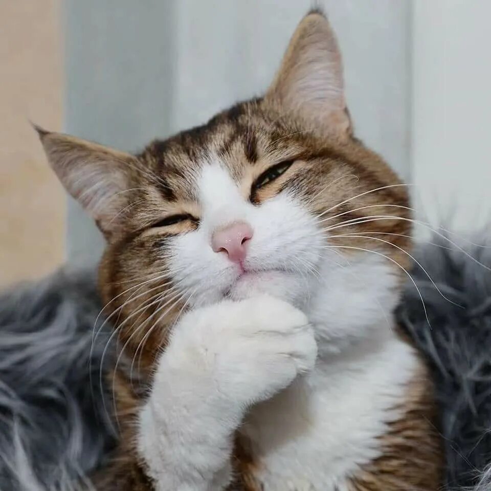 Кот подозрительно смотрит. Подозрительный котик. кот подозревает. довольная кошка. недоверчивый кот.