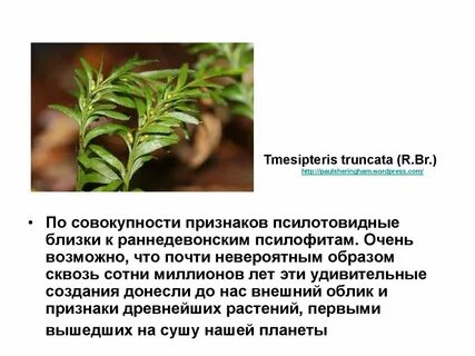 Моховидные папоротниковидные признаки растений