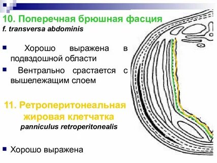 Фасция поперечной мышцы живота