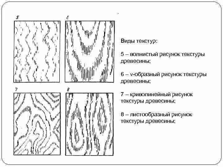 Срез дерева. Рисунок на обратной поверхности древесины. Породы дерева в разрезе. Структура дерева линиями. Схема текстура древесины.