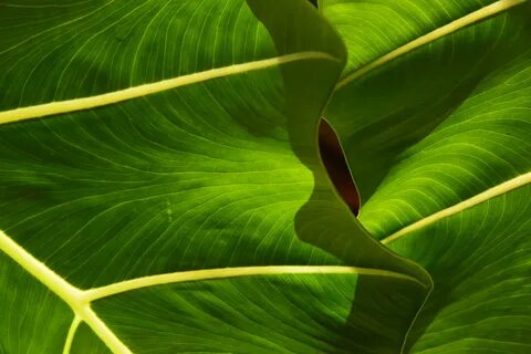 Tropical green