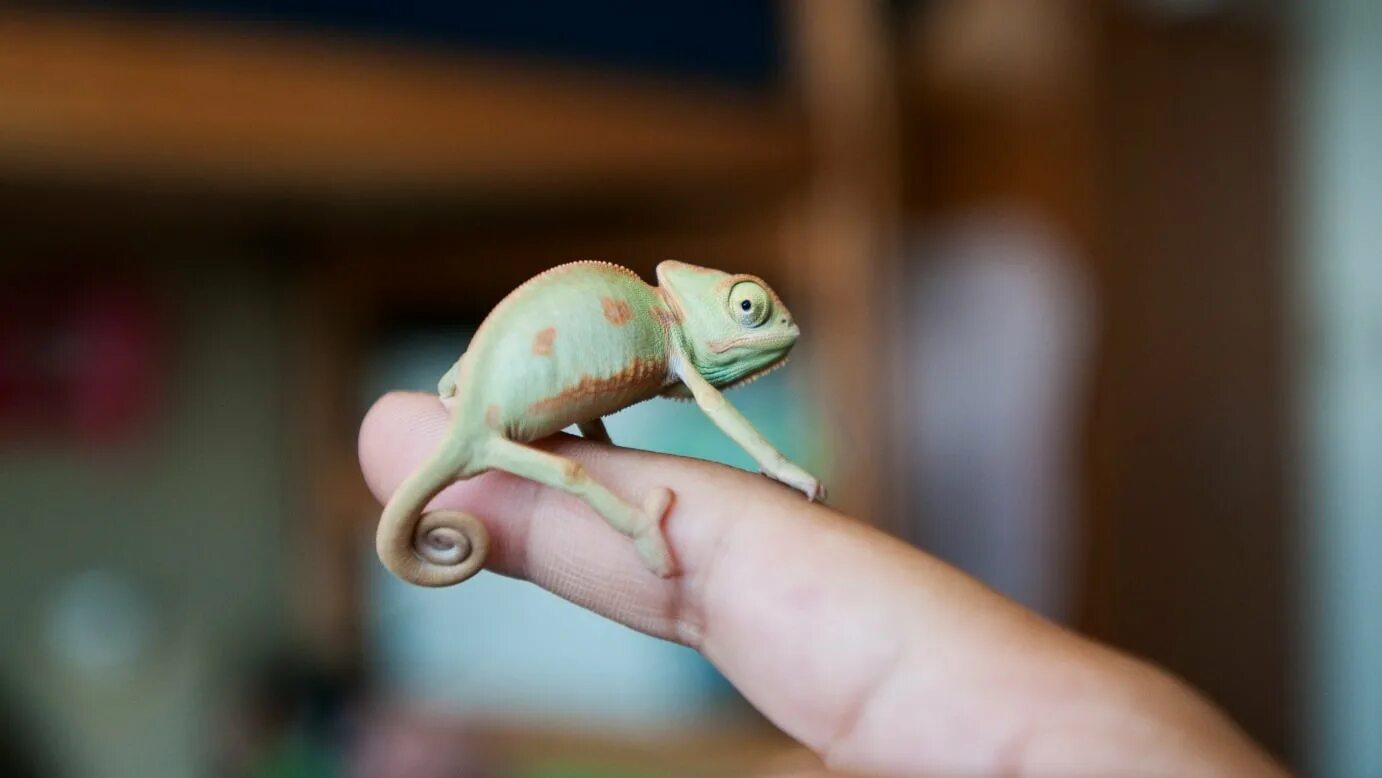 Хамелеон лепка. Слепить хамелеона. Как слепить хамелеона. Лепим хамелеона. Пластилиновая ящерица.