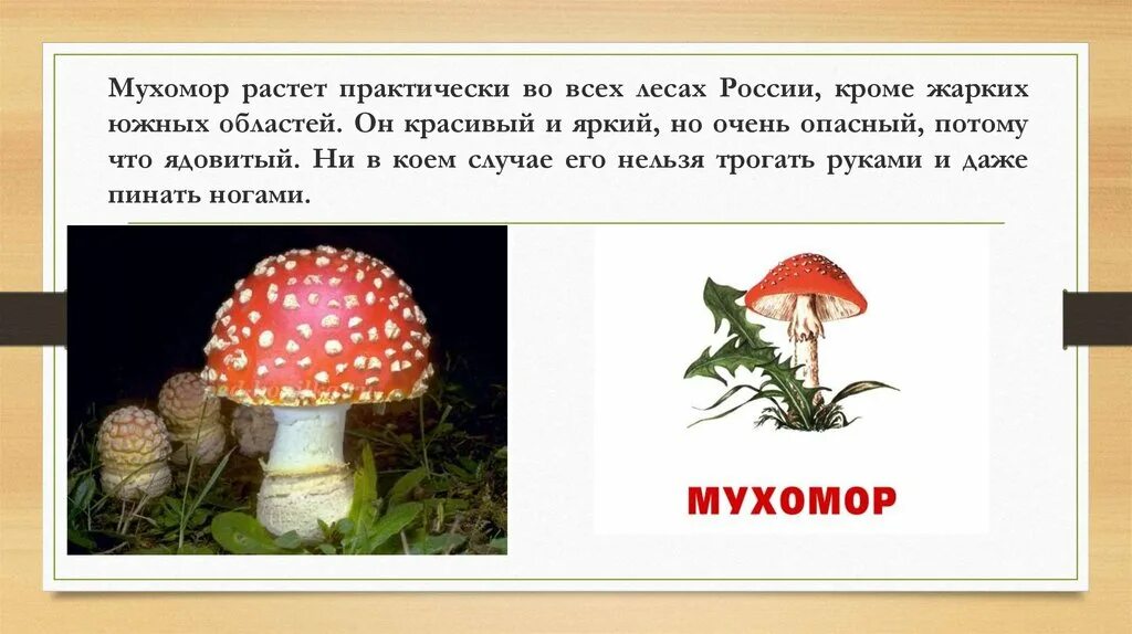 Почему грибы опасны. Опасные грибы мухомор красный. Ядовитый гриб красный мухомор 2 класс. Мухомор ядовитый гриб 2 класс. Проект про гриб мухомор.