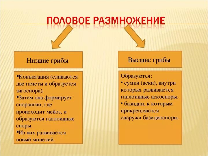 Чем отличается высокая. Низшие грибы. Половое размножение высших грибов. Размножение высших и низших грибов. Высшие и низшие грибы.