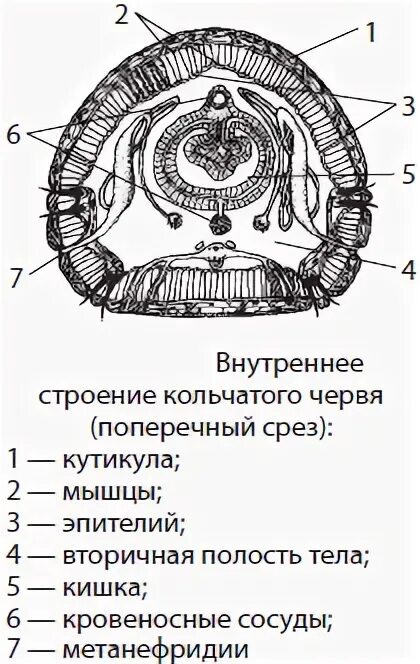 Внутреннее строение кольчатых. Кольчатые черви внутреннее строение. Внутреннее строение кольчатых червей. Внутреннее строение кольчатого червя. Схема строения кольчатых червей.