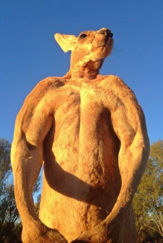 Roger aka Kangaroo Dundee. - Photo - @thekangaroosanctuary. - Also Follow � � @T