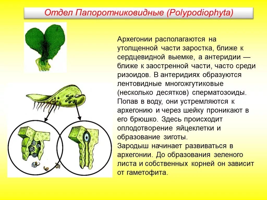 Имеют придаточные корни антеридии и архегонии. Архегонии и антеридии. Заросток архегонии. Антеридиий аххигониий. Гаметангии с архегониями.