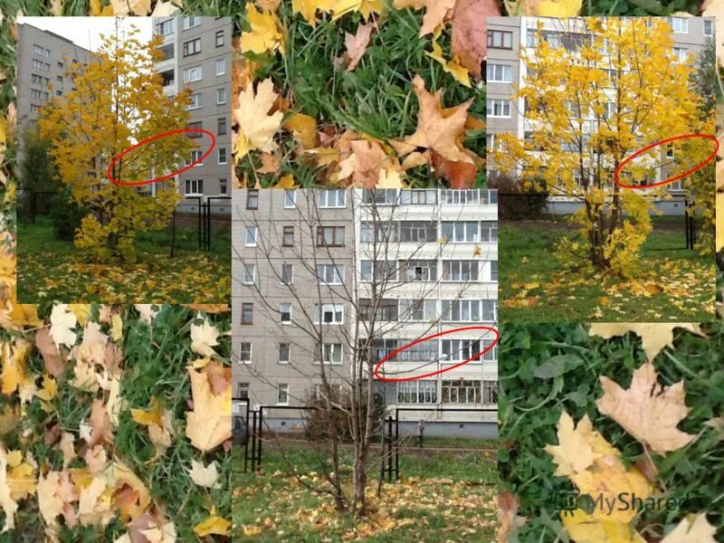 В каком месяце закончился листопад у лип. В каком месяце закончился листопад у лип